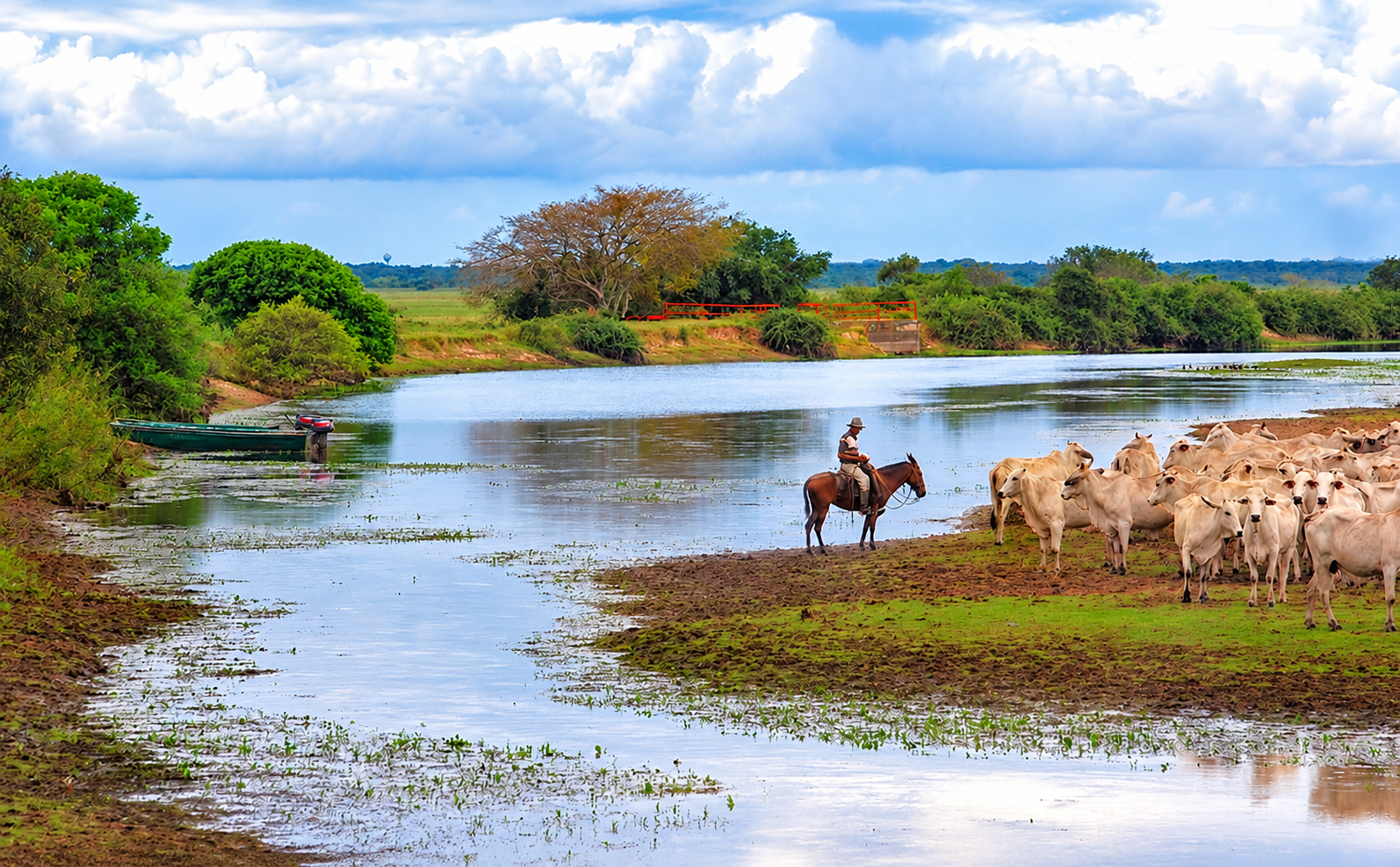 Paisaje de los llanos venezolanos con ganado